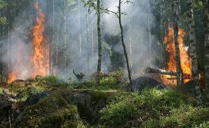 Bekämpfung von Vegetationsbränden verbessern