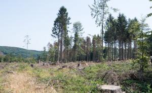 5-Punkte-Sofortprogramm zum Wiederaufbau unserer Wälder beschlossen