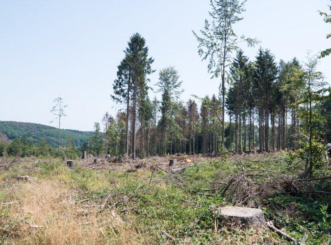 5-Punkte-Sofortprogramm zum Wiederaufbau unserer Wälder beschlossen
