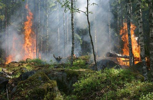 Öffentliche Anhörung zum Waldbrandschutz im Deustchen Bundestag