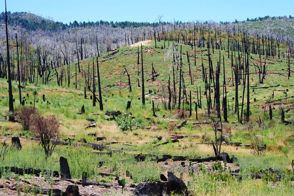 Waldbrandstatistik 2022: Fläche der Größe Borkums verbrannt
